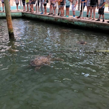 splash into science annual trip to the Florida Keys